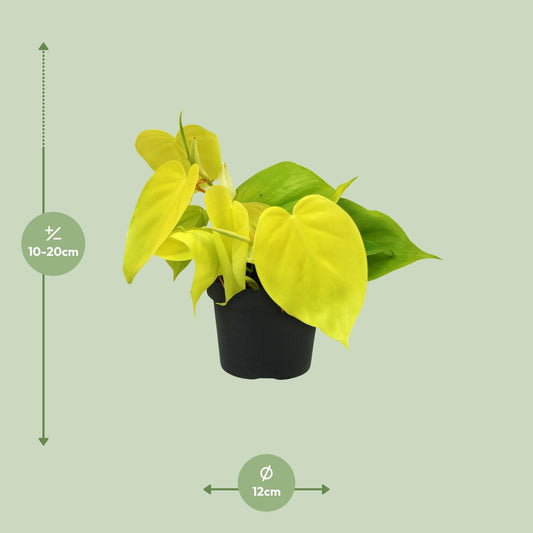Philodendron Lime – Pflegeleichte Zimmerpflanze mit leuchtendem Grün