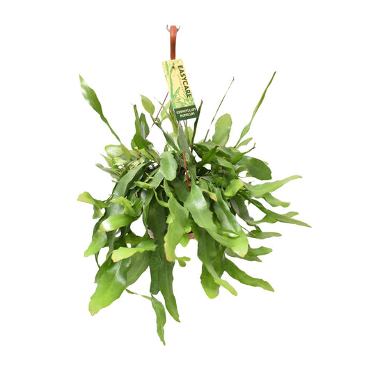 Epiphyllum Pumilum – Pflegeleichter Holländischer Rohrkaktus Ø17 cm