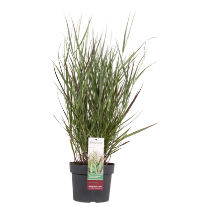 Panicum virgatum Cheyenne Sky – Kompaktes Ziergras Ø23cm