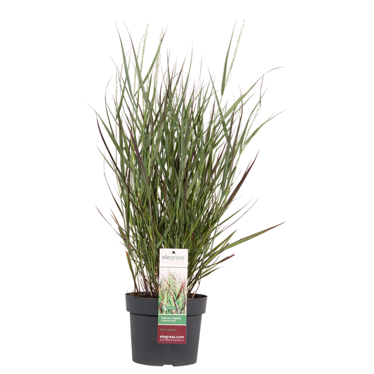 Panicum virgatum Cheyenne Sky – Kompaktes Ziergras Ø23cm