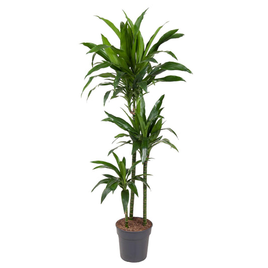 Dracaena Janet Craig – 150 cm – pflegeleichte Zimmerpflanze