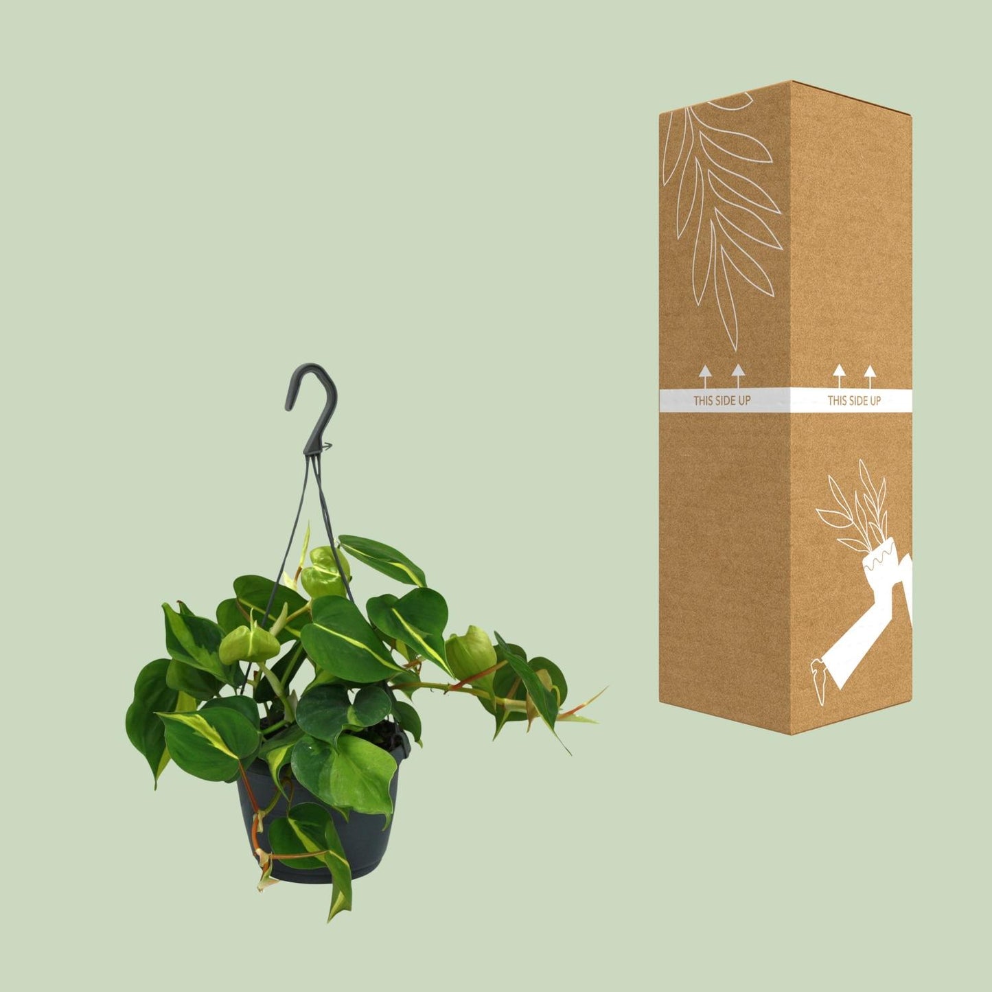 Philodendron Scandens Brasil – Pflegeleichte Zimmerpflanze Ø15cm