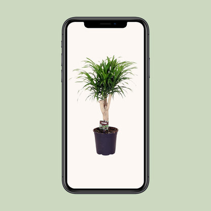 Dracaena Anita – pflegeleichter Drachenbaum Ø21cm, 70cm hoch