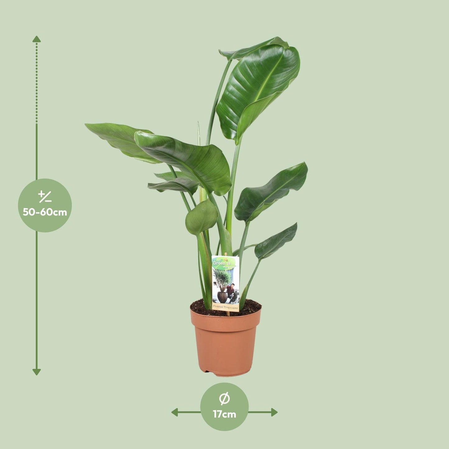 Strelitzia Nicolai – Exotische Paradiesvogelblume Ø17cm, 60cm hoch