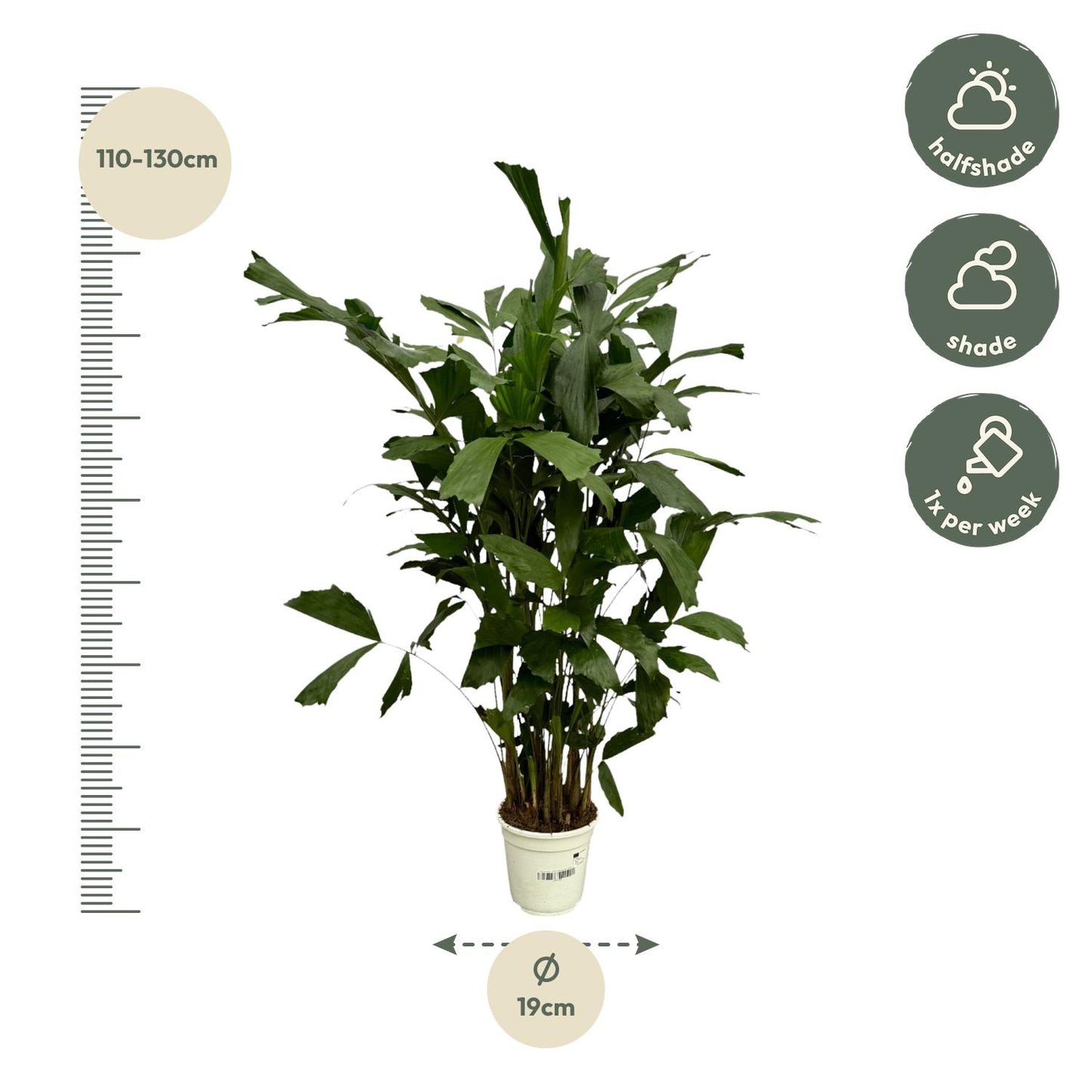 Caryota Mitis – Pflegeleichte Fischschwanzpalme 110 cm