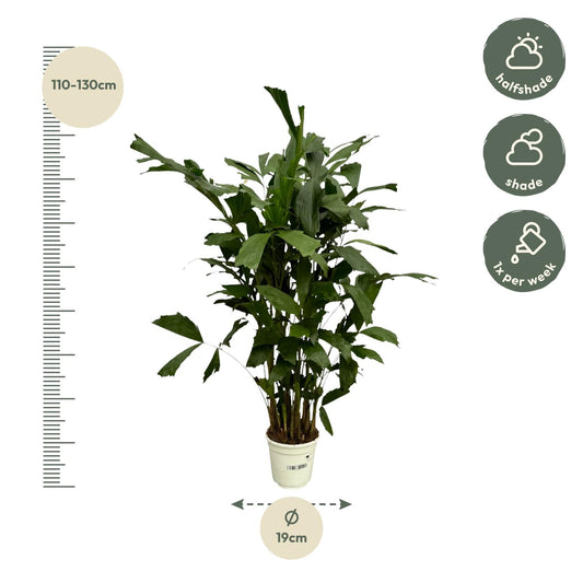 Caryota Mitis – Pflegeleichte Fischschwanzpalme 110 cm