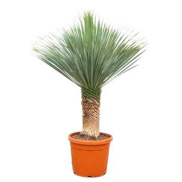 Yucca Rostrata – Robuste Zimmer- und Gartenpflanze 140-160 cm