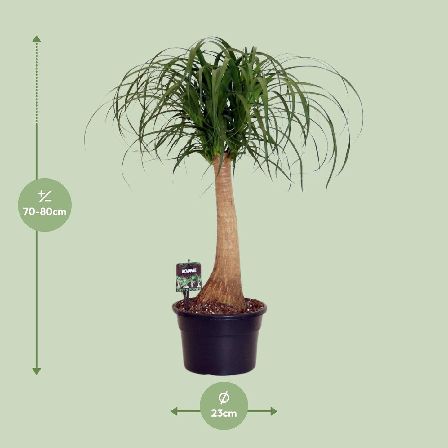 Beaucarnea Nolina – Pflegeleichte Zimmerpflanze Ø23cm