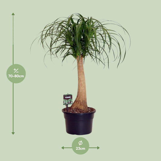 Beaucarnea Nolina – Pflegeleichte Zimmerpflanze Ø23cm