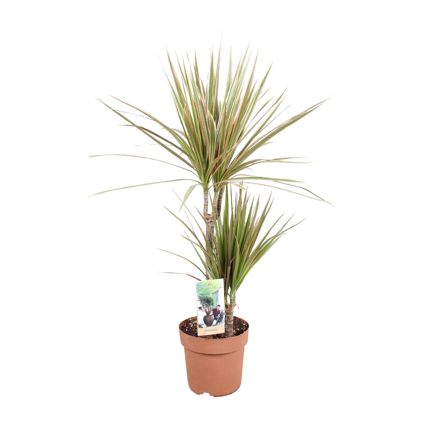 Dracaena Bicolor – Pflegeleichte Zimmerpflanze Ø17cm, 80cm hoch