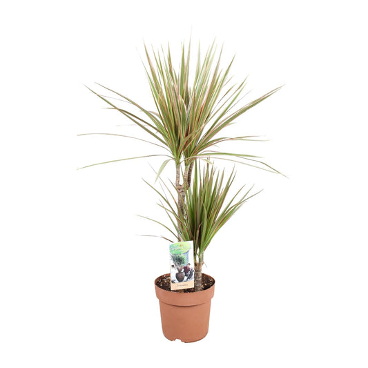 Dracaena Bicolor – Pflegeleichte Zimmerpflanze Ø17cm, 80cm hoch
