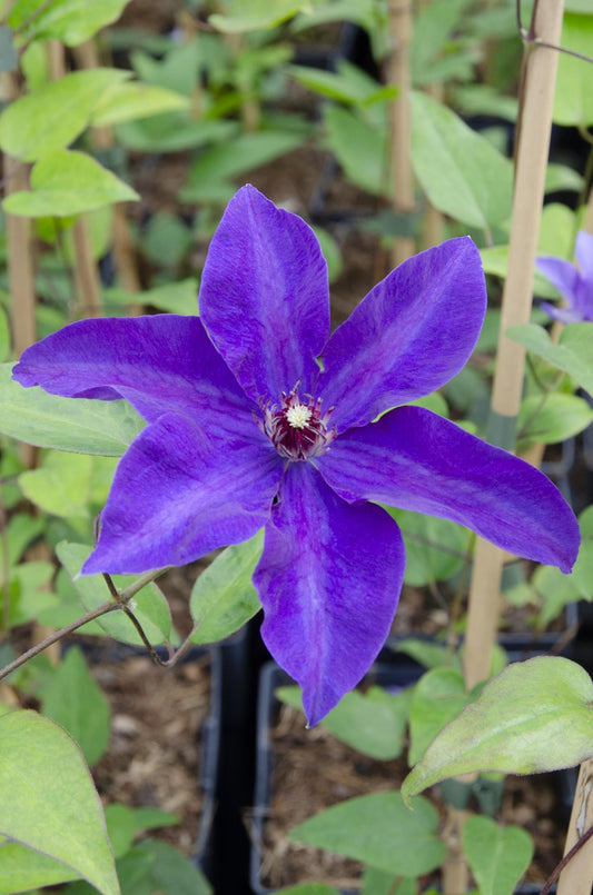 Clematis The President – Lila Kletterpflanze Ø15cm