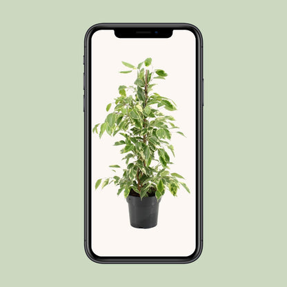 Ficus Benjamina Golden King – Pflegeleichte Zimmerpflanze Ø17cm