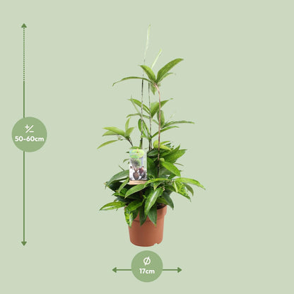 Dracaena Surculosa – Pflegeleichter Drachenbaum Ø17cm