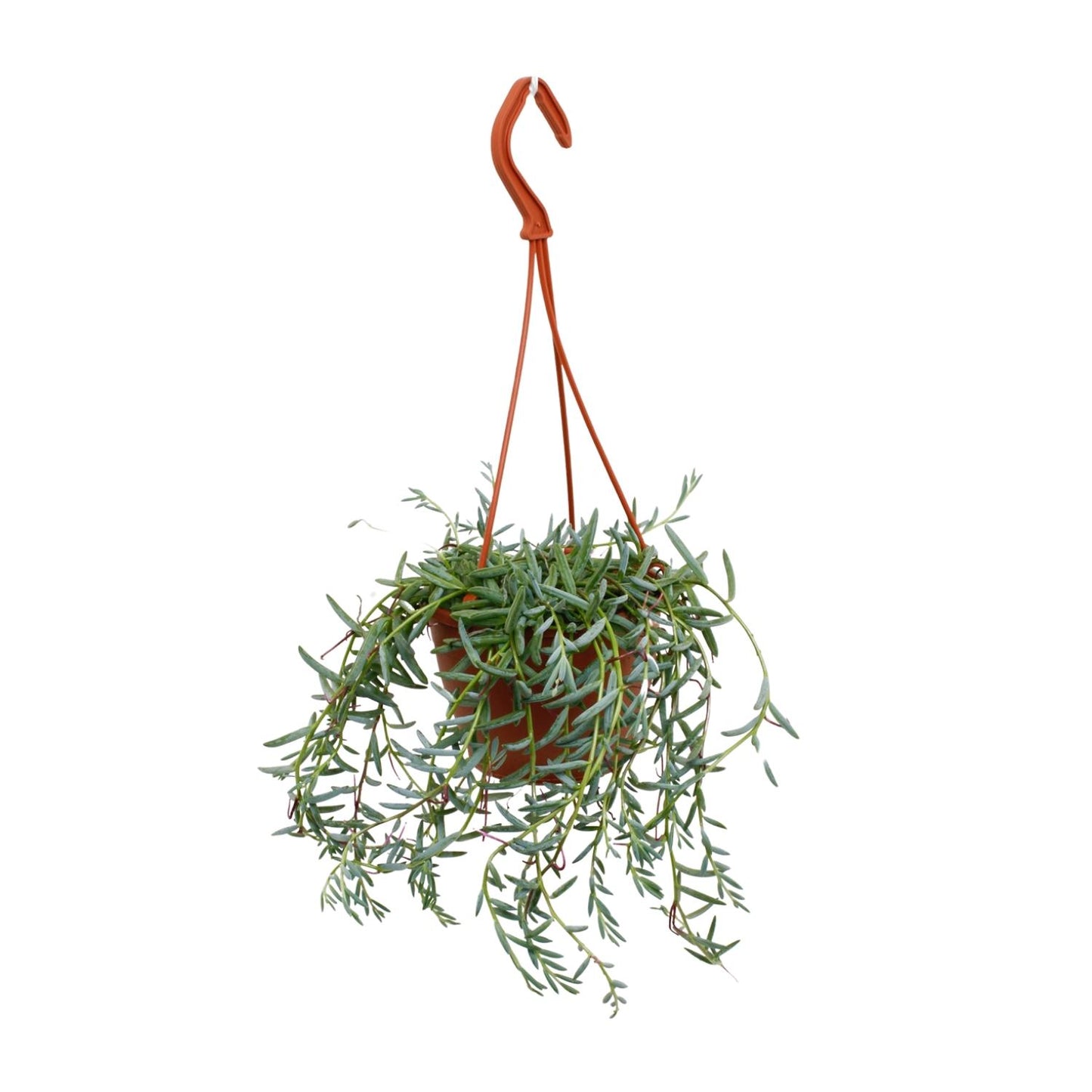 Senecio Hallianus – Pflegeleichte Sukkulente Ø12cm