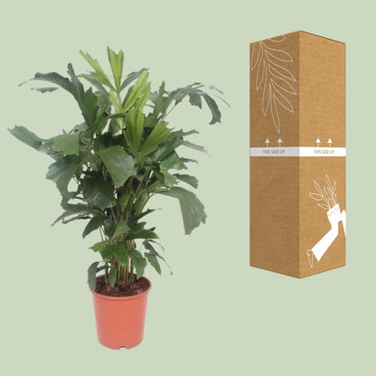 Caryota Mitis – Tropische Fishtail-Palme Ø24cm, ca. 110cm
