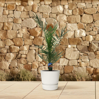 Phoenix Canariensis – Kanarische Dattelpalme 80 cm