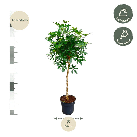 Schefflera op Stamm – 170 cm, Ø 35 cm – Pflegeleichte Tropische Zimmerpflanze
