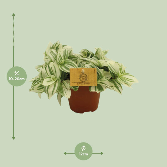 Tradescantia Brightness – pflegeleichte Zimmerpflanze Ø12 cm
