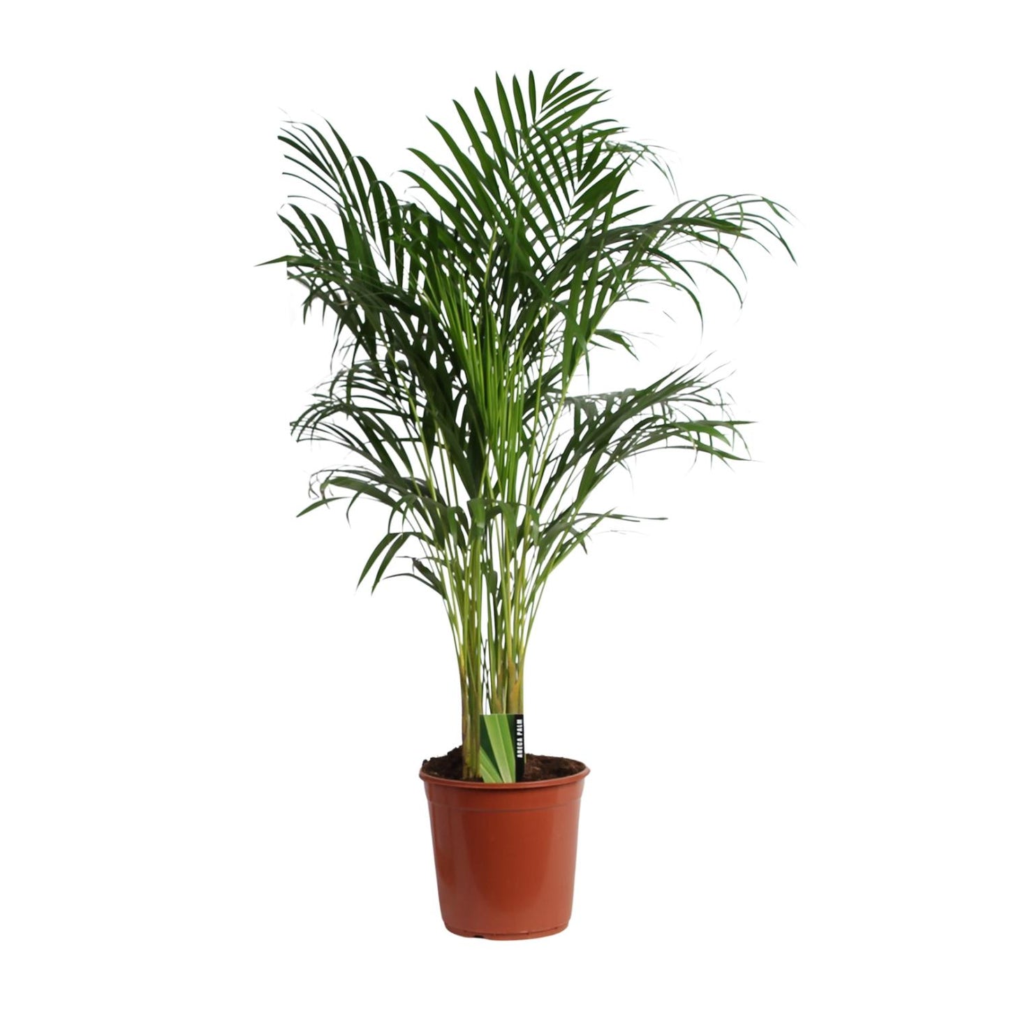 Dypsis Lutescens (Areca) – Luftreinigende Zimmerpalme Ø24cm, ca. 120cm hoch