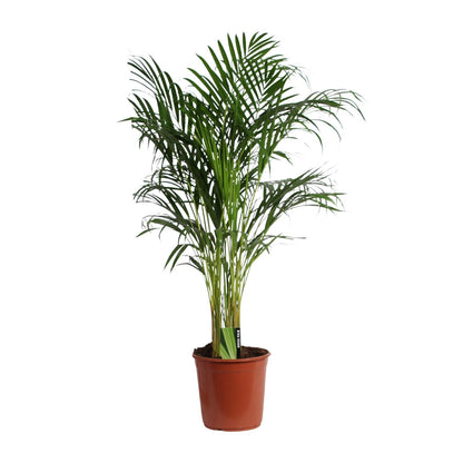 Dypsis Lutescens (Areca) – Luftreinigende Zimmerpalme Ø24cm, ca. 120cm hoch