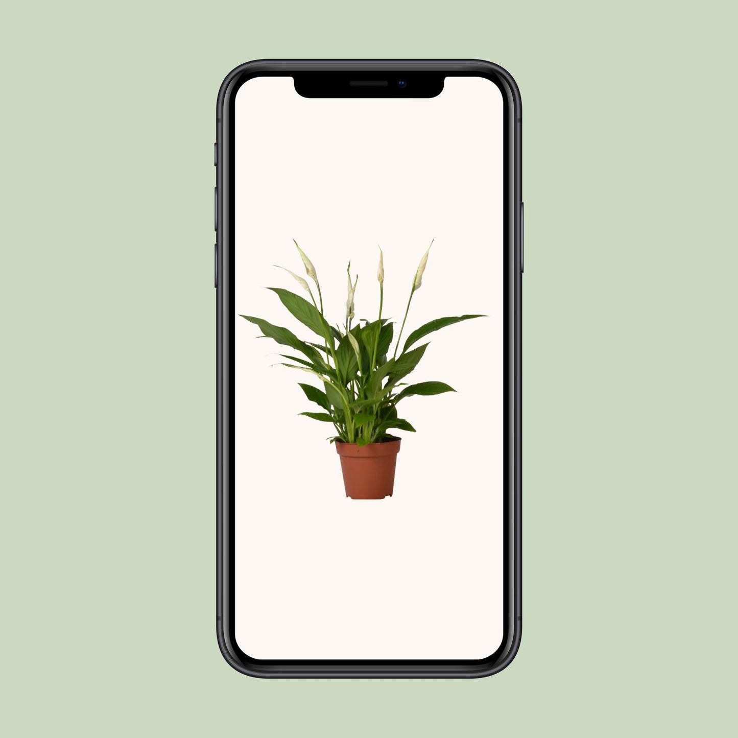 Spathiphyllum Bingo Cupido – Luftreinigende Zimmerpflanze Ø12cm