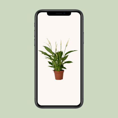 Spathiphyllum Bingo Cupido – Luftreinigende Zimmerpflanze Ø12cm