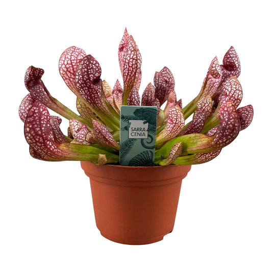 Sarracenia Scarlet Belle – Robuste Kannenpflanze Ø12cm