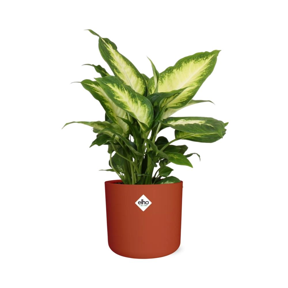 Dieffenbachia ‘Camilla’ in ELHO b.for soft rond 14cm brique