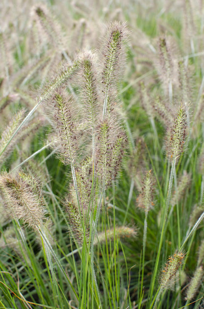 Pennisetum alopecuroides 'Hameln' – Kompaktes Lampenputzergras