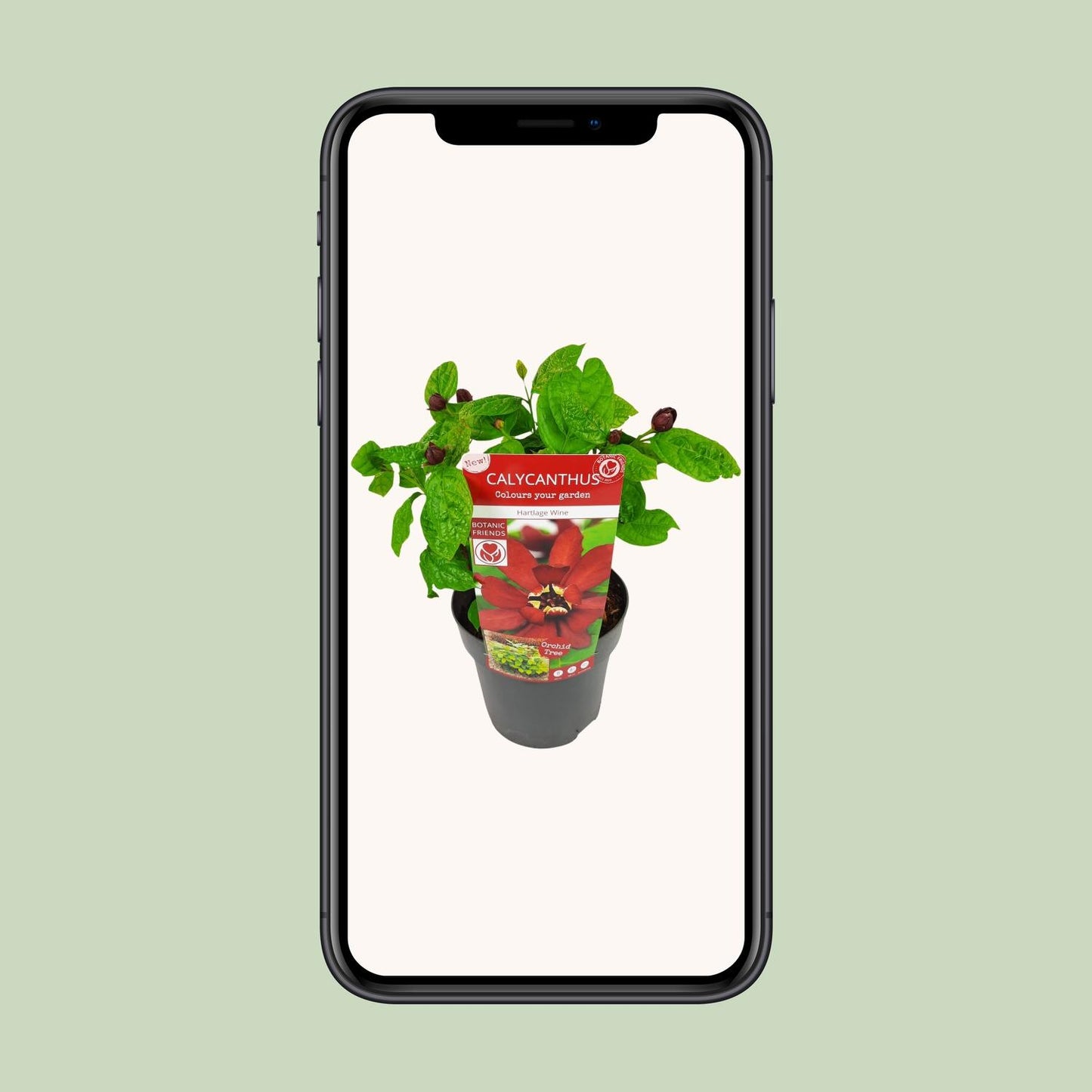 Calicanthus 'Hartlage Wine' – Duftender Gartenstrauch Ø19cm