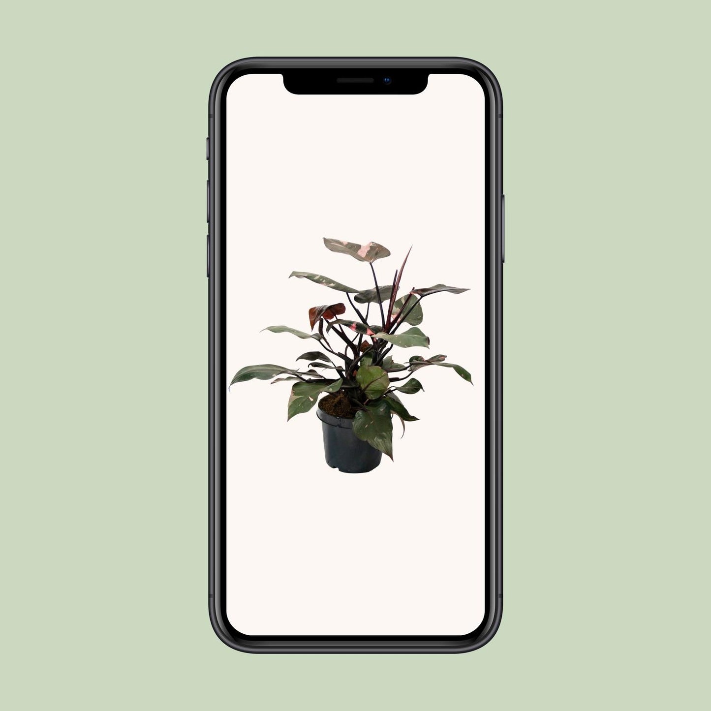 Philodendron Pink Princess – pflegeleichte Zimmerpflanze Ø21cm