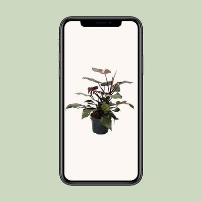 Philodendron Pink Princess – pflegeleichte Zimmerpflanze Ø21cm