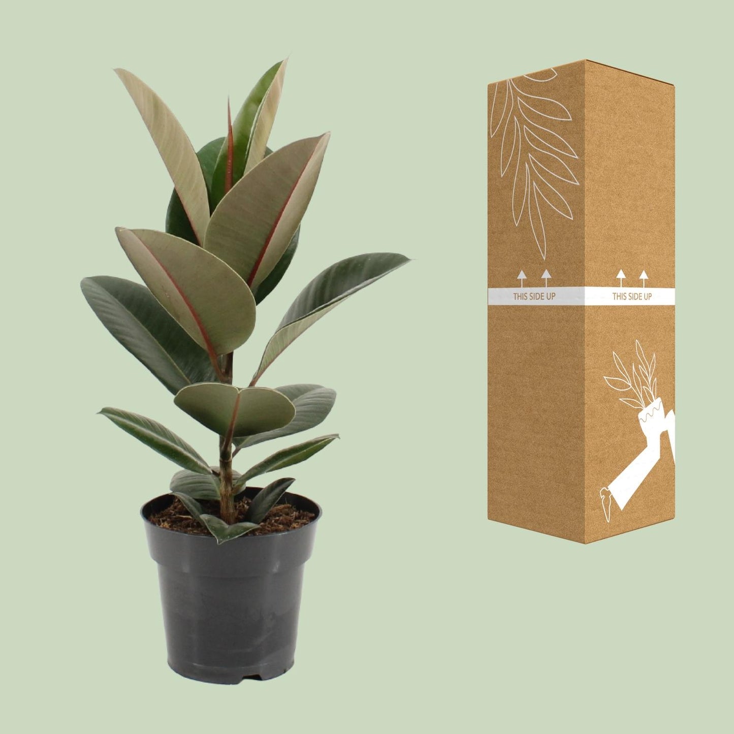 Gummibaum Robusta Ø17cm – Pflegeleichte Zimmerpflanze