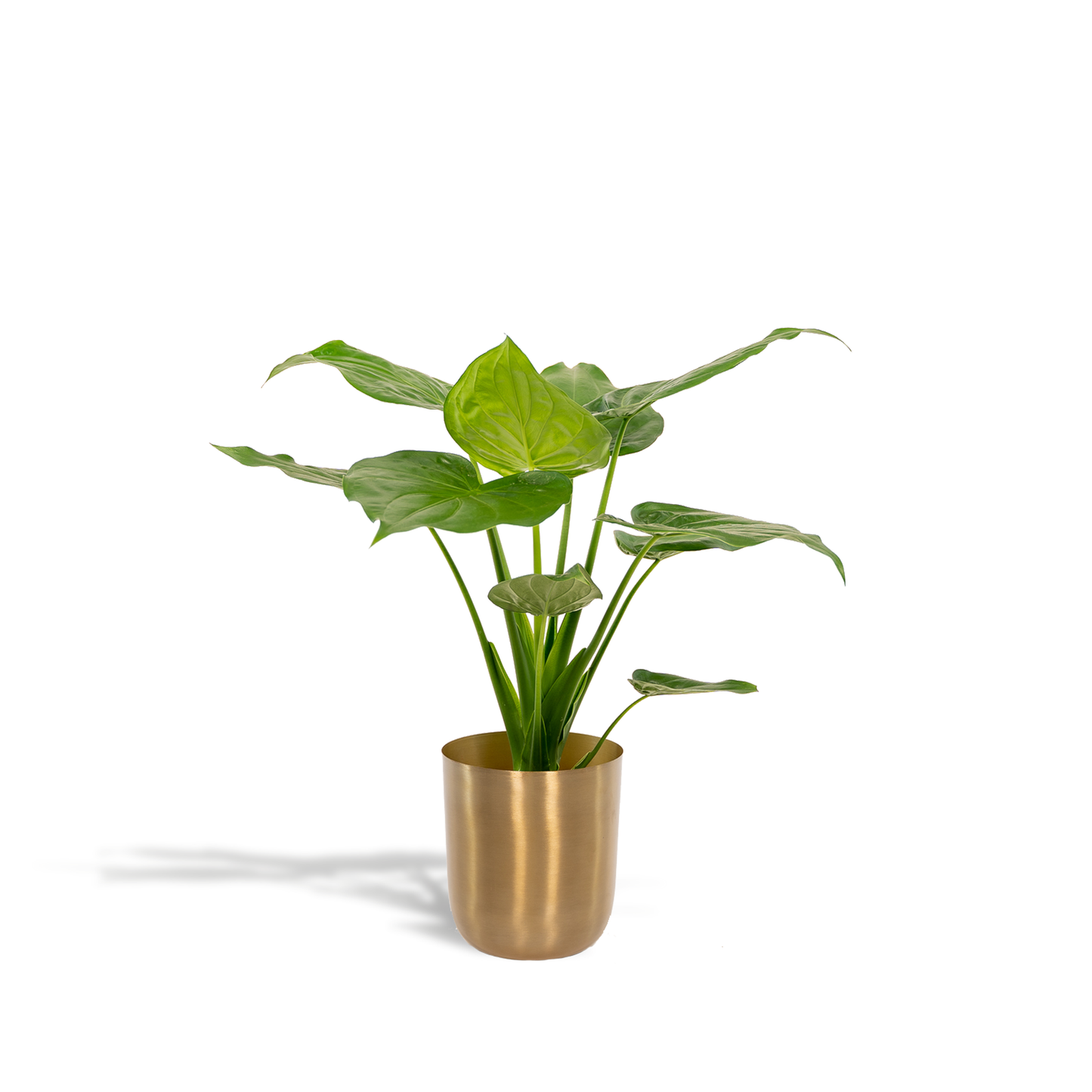 Alocasia Cucullata Ø19cm – Tropisches Elefantenohr mit Topf