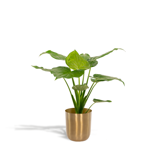 Alocasia Cucullata Ø19cm – Tropisches Elefantenohr mit Topf