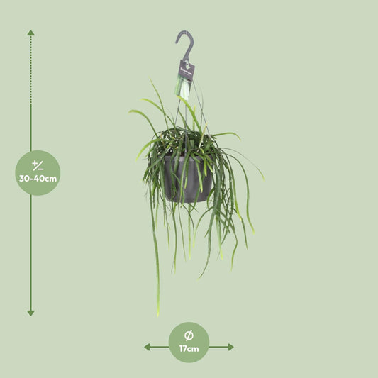 Lepisium Bolivianum Kaktus Ø17cm, Höhe 40cm – Pflegeleicht & Robust