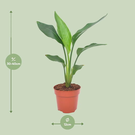 Strelitzie – Paradiesvogelblume 40 cm, pflegeleicht & exotisch