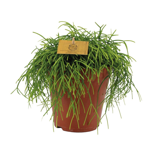 Rhipsalis Cashero – Pflegeleichte und luftreinigende Zimmerpflanze Ø15cm