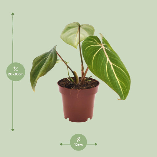 Philodendron Selloum Atom – Pflegeleichte Zimmerpflanze Ø12cm