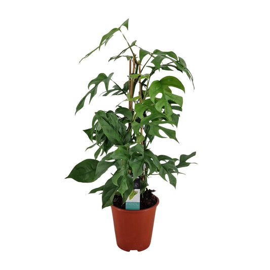 Philodendron Minima Pyramide – Pflegeleichte Zimmerpflanze Ø19 cm
