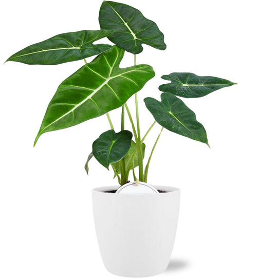 Alocasia Frydek – Pfeilblatt Zimmerpflanze 35 cm mit Topf