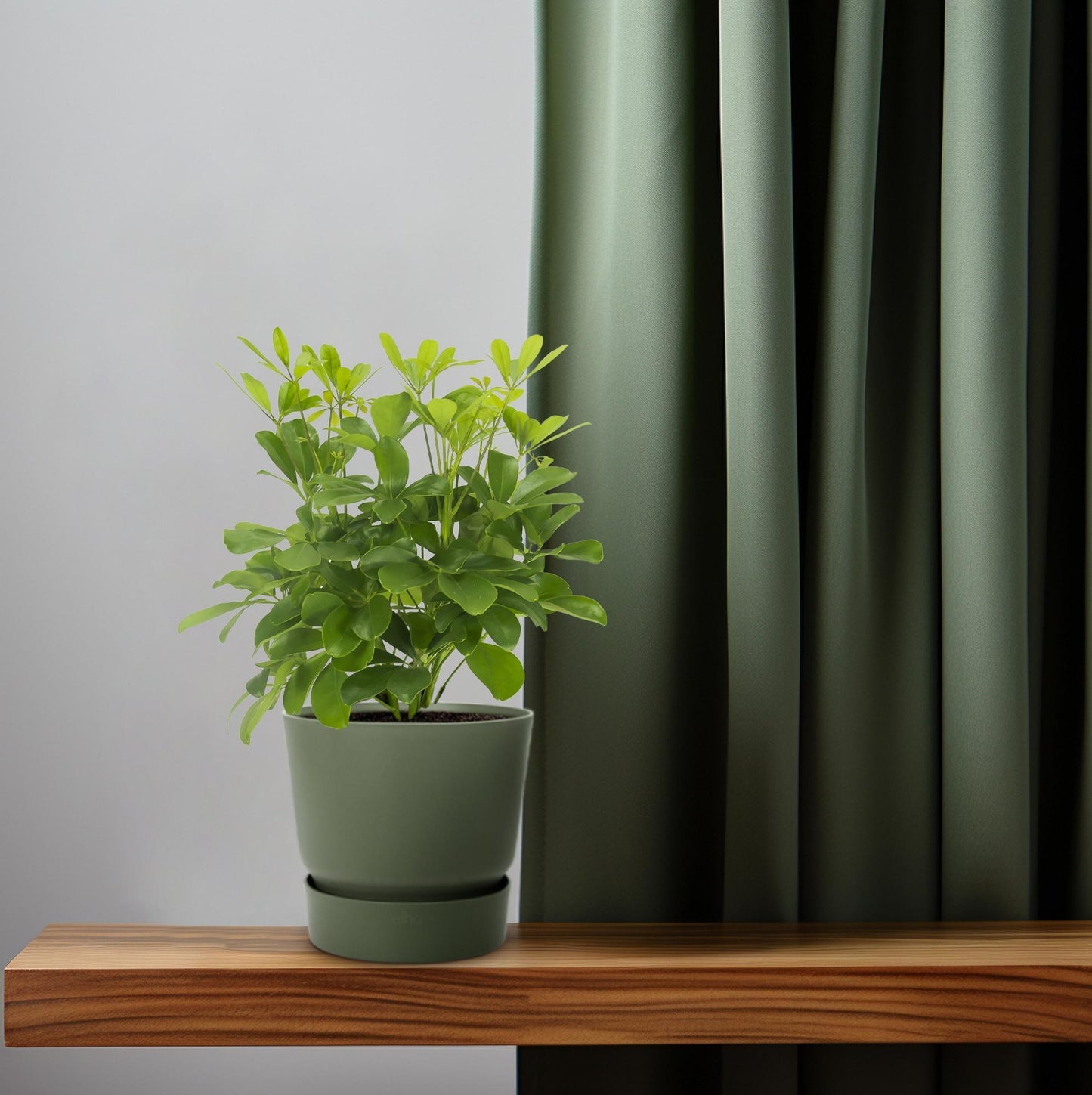 Schefflera Nora – Pflegeleichte, luftreinigende Zimmerpflanze Ø13cm