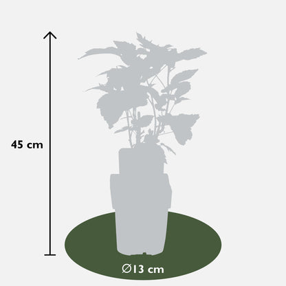 4er-Set Rubus id. Twotimer – robuste Gartensträucher Ø13 cm