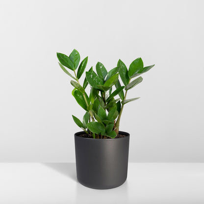 Zamioculcas - Pflegeleichte Trendpflanze Ø12cm