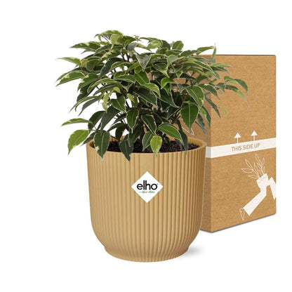 Ficus Benjamina Kinky im ELHO Vibes Fold Topf 14cm Gelb
