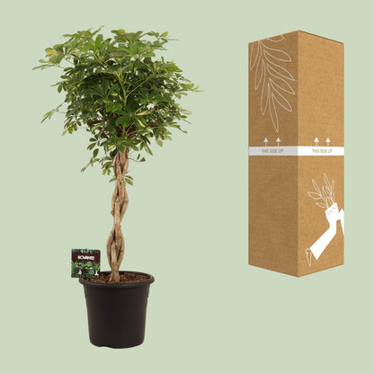 Schefflera Gold Capella – Pflegeleichte Schirmpflanze Ø32cm