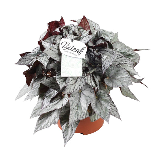 Begonia Beleaf Evening Glow – Pflegeleichte Zimmerpflanze Ø17cm