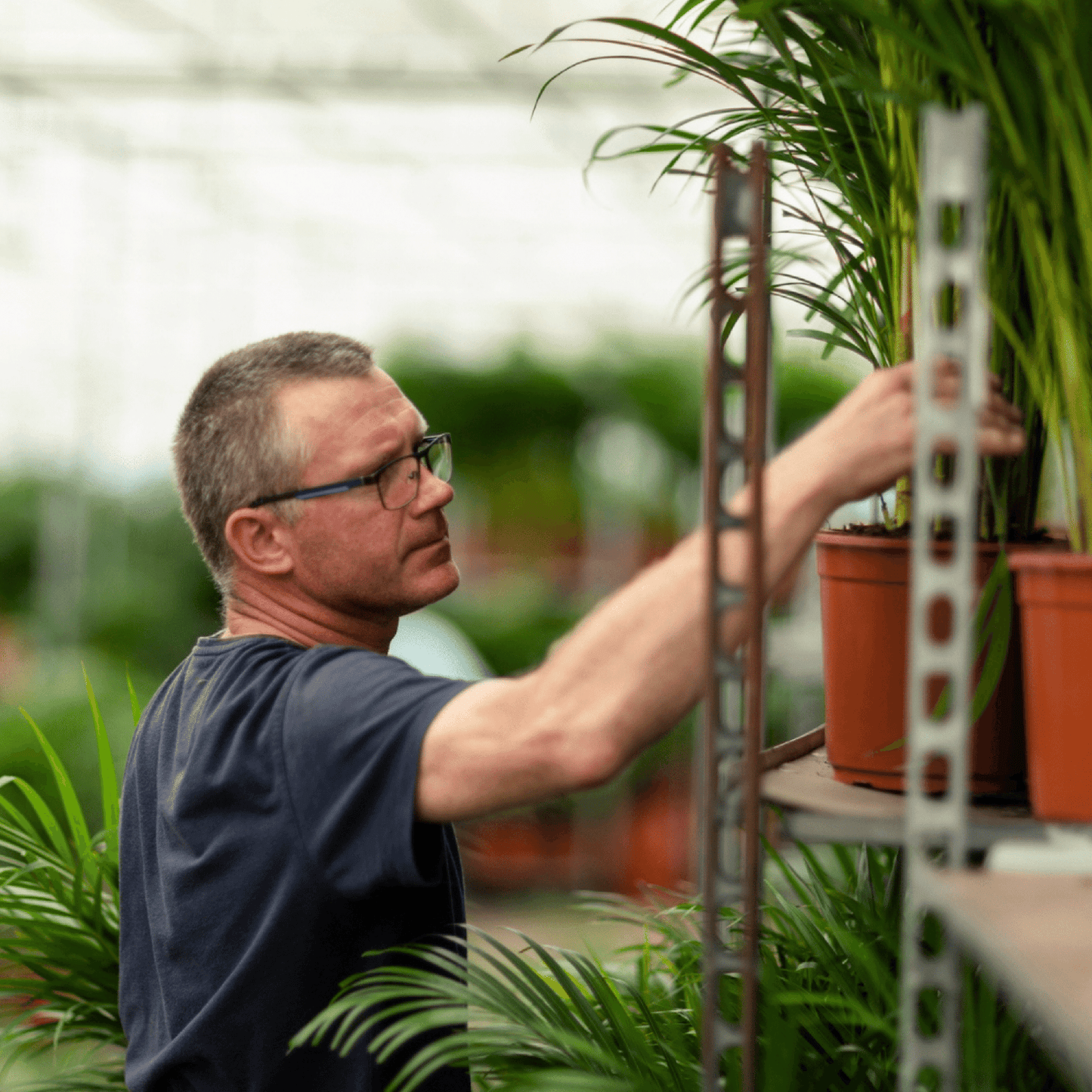 Dracaena Marginata – Pflegeleichte Zimmerpflanze Ø19cm