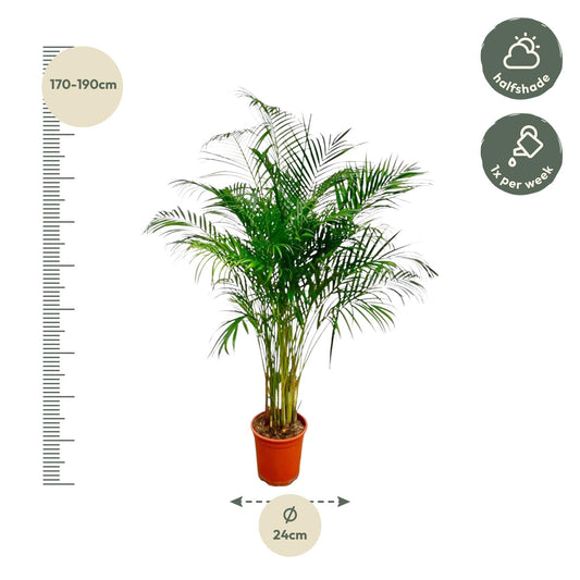Dypsis Lutescens – Areca-Palme, 180 cm, ø27 cm